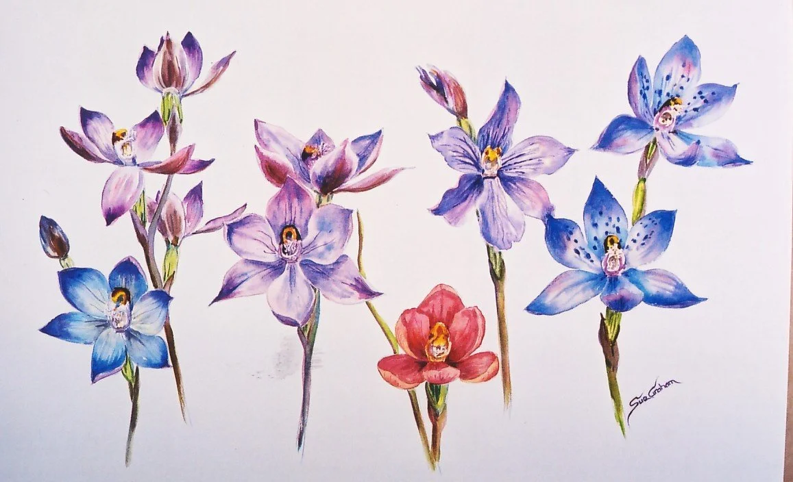 NZ Native Sun Orchids.jpg