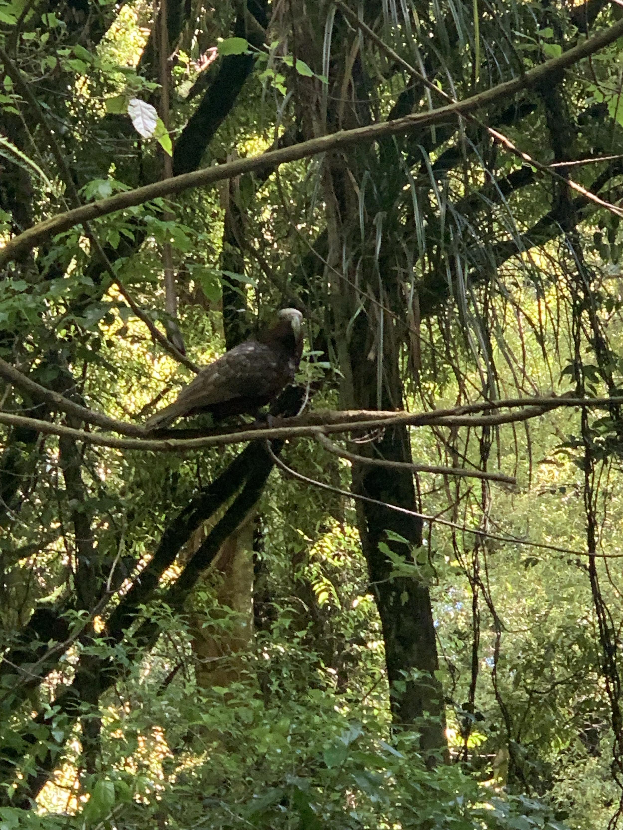 Project Tongariro Field Trip - Maungatautari Sanctuary Mountain - June 2026 - Register your Interest