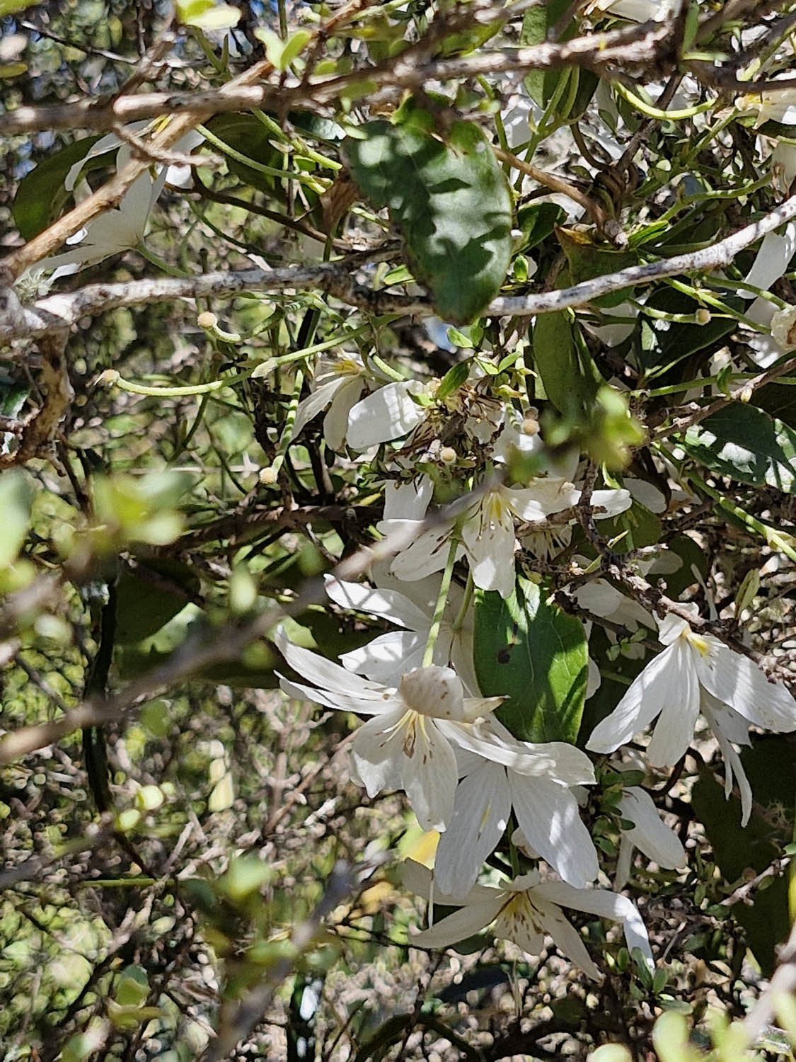 PT AGM 2025_Erua Mill & Cuff Road Loop Track_AC_20251122_110118.jpg