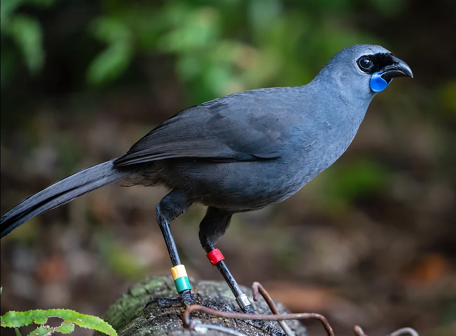 Field Trip: Working Bee Pureora