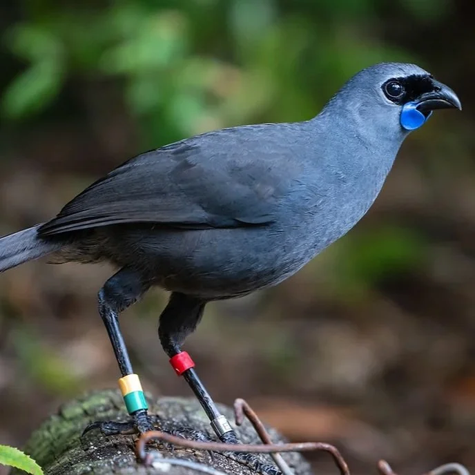 Update on the Pureora Working Bee Field Trip