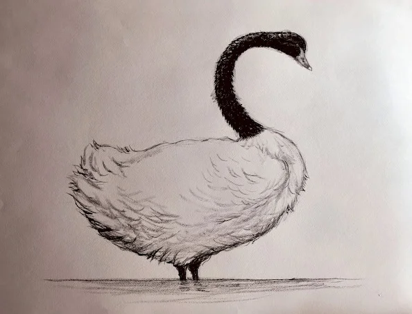 blue_swan.jpg