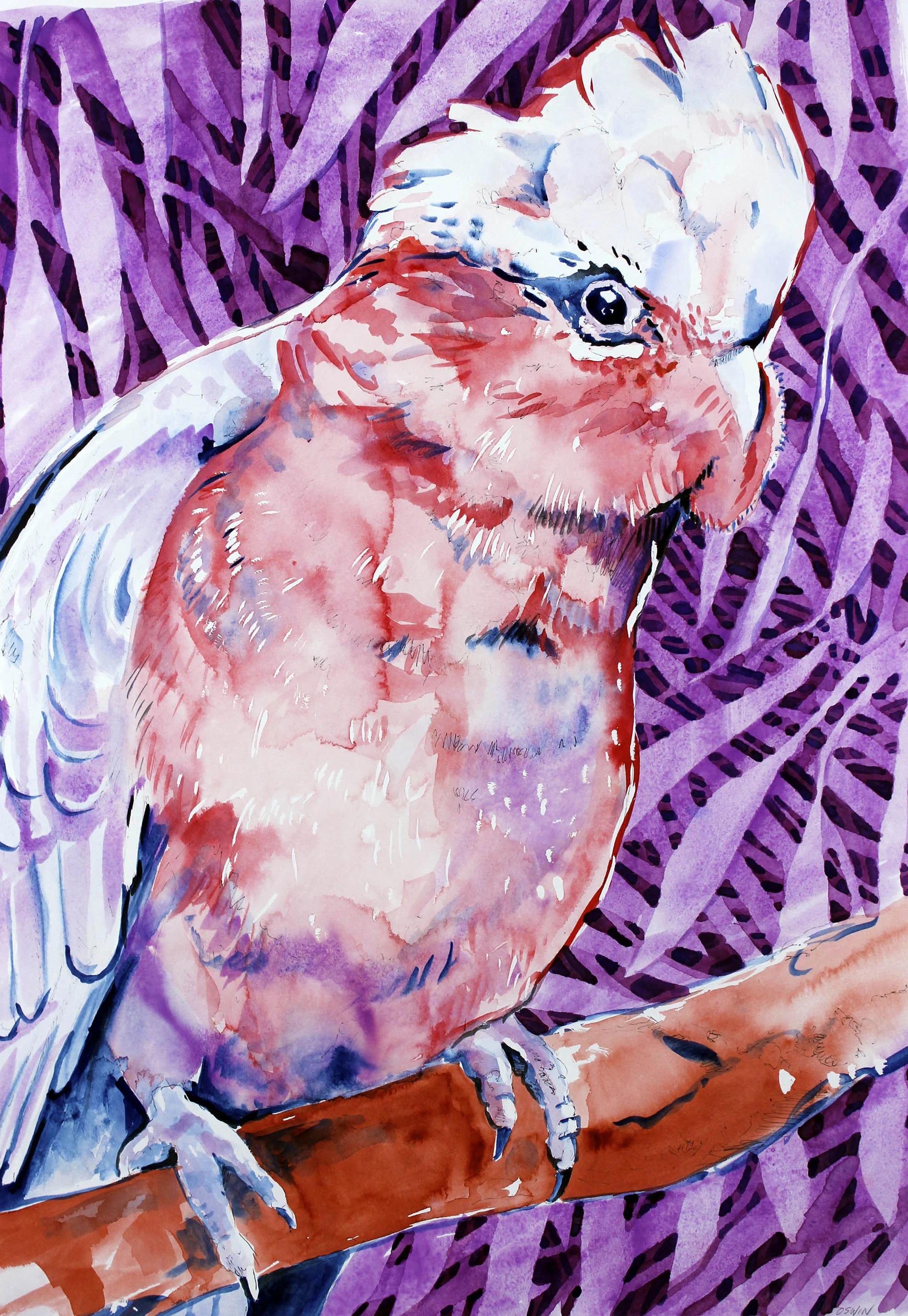 Galah