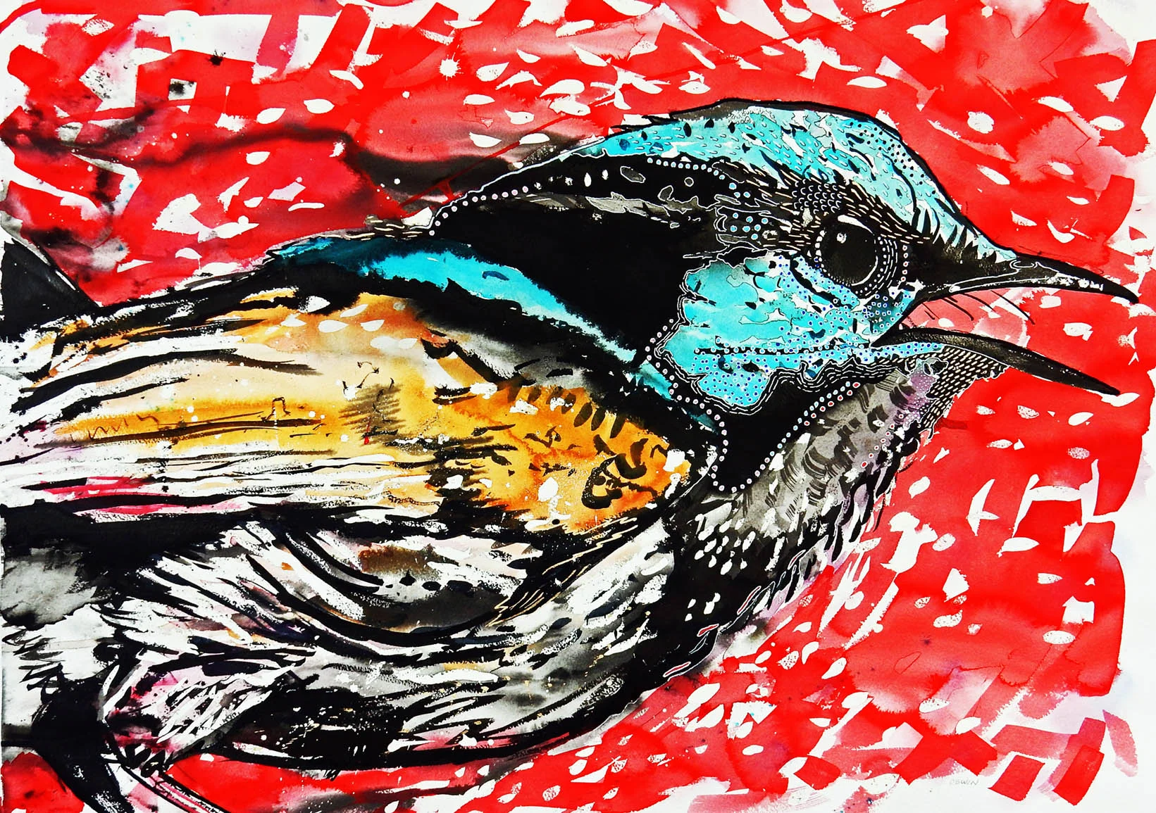 Male Superb Fairy-wren
