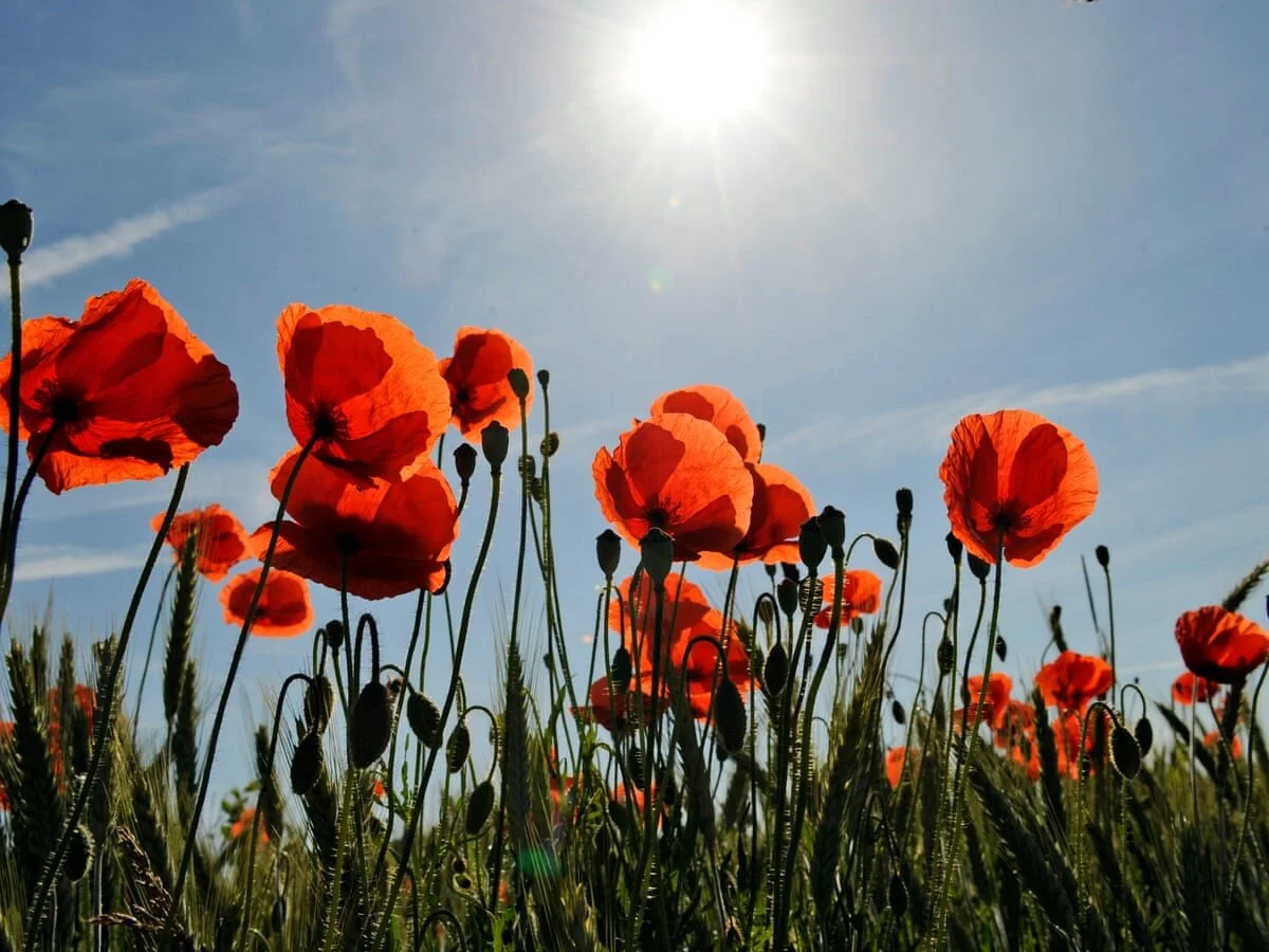 Remembrance at The EP College