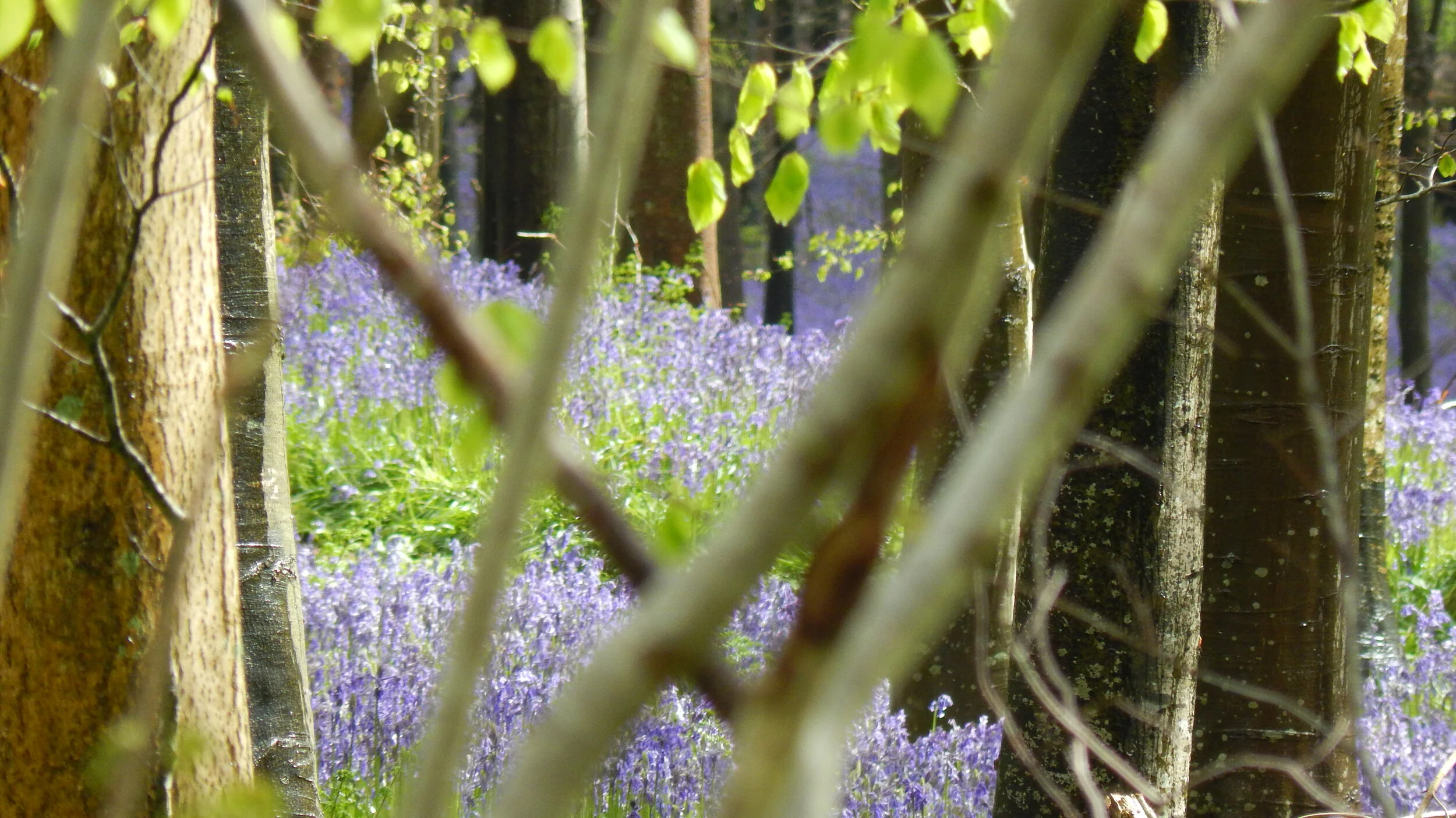 The Pentacles in Tarot