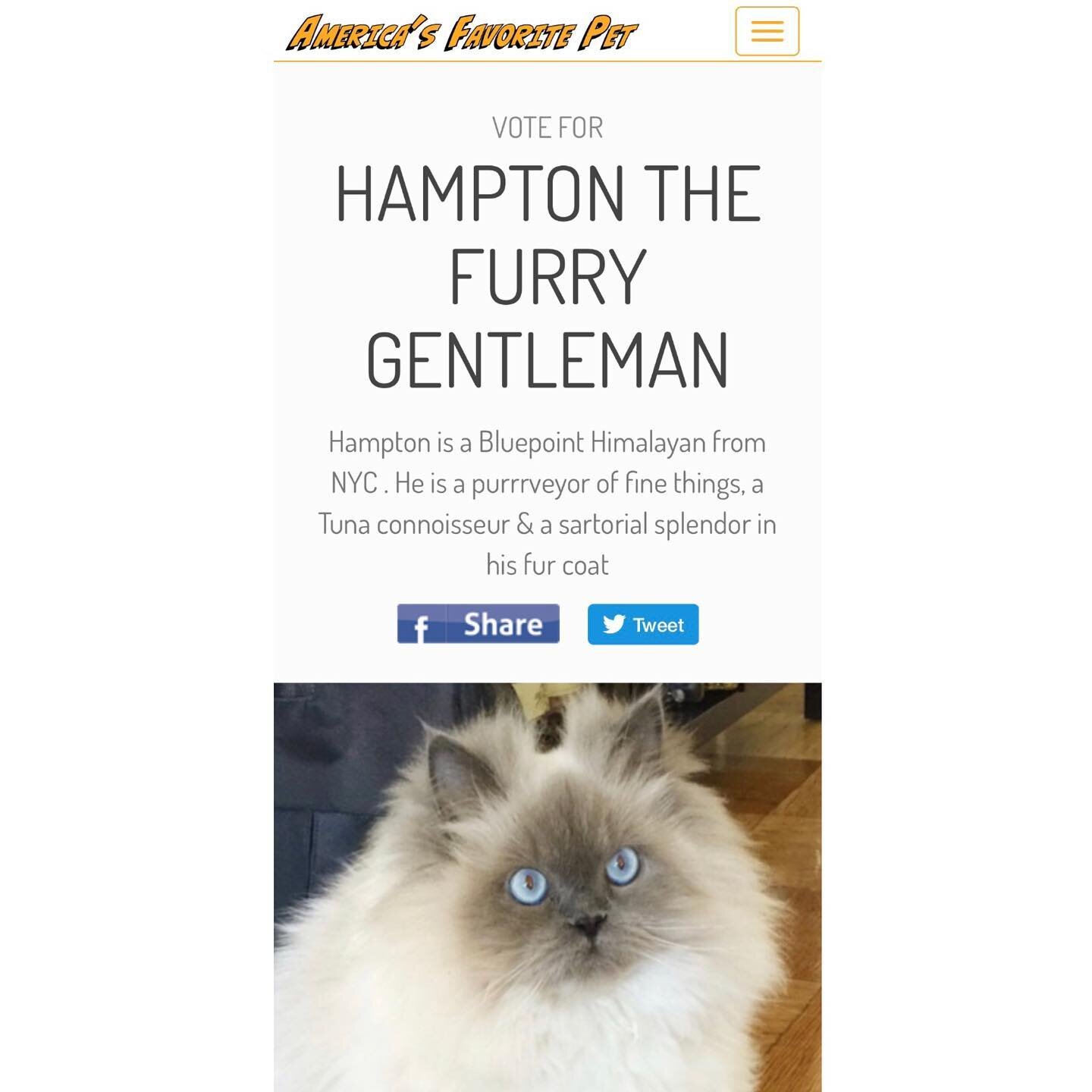 If you guys need a break from the news, politics &amp; other insanity these days, head over to the link in my bio! My cat @hampton_furry_gentleman has been nominated for &ldquo;America&rsquo;s Favorite Pet,&rdquo; and a chance to appear in Catster Ma