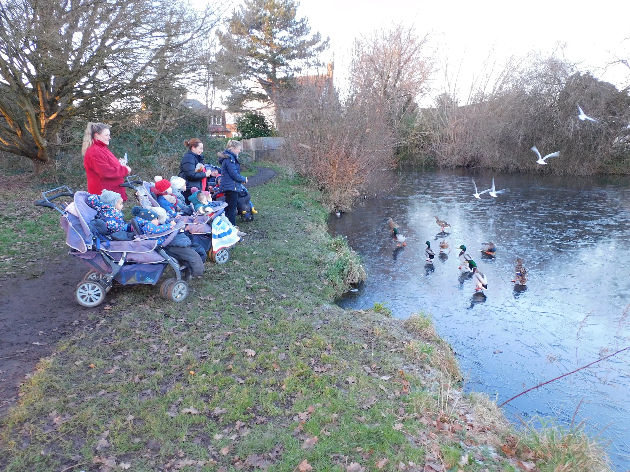 Ducks &amp; Frozen Ponds! 