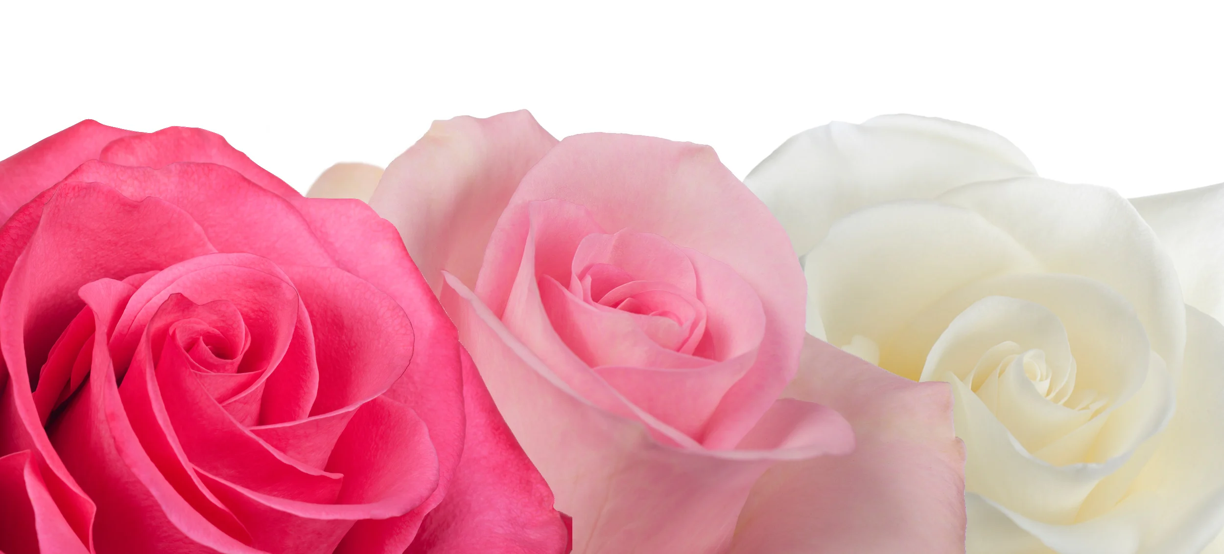 Cananvalle Web Banners 5.jpg