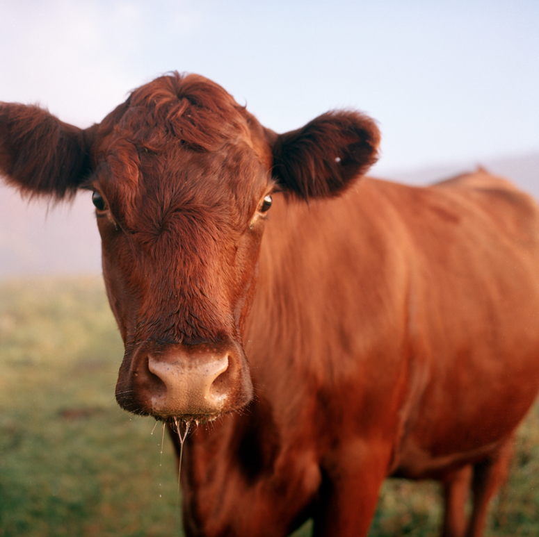 With a growing interest in organic and local agriculture, more and more people have moved to Delaware County from New York City to start their own farms.