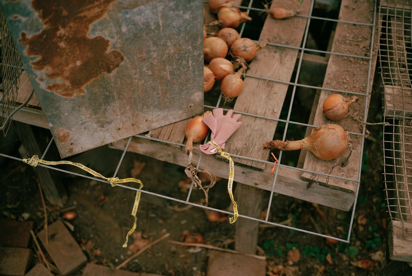 In 2000 Holley White and Richard Giles moved from Texas to Hamden, NY to start Lucky Dog Organic Farm.