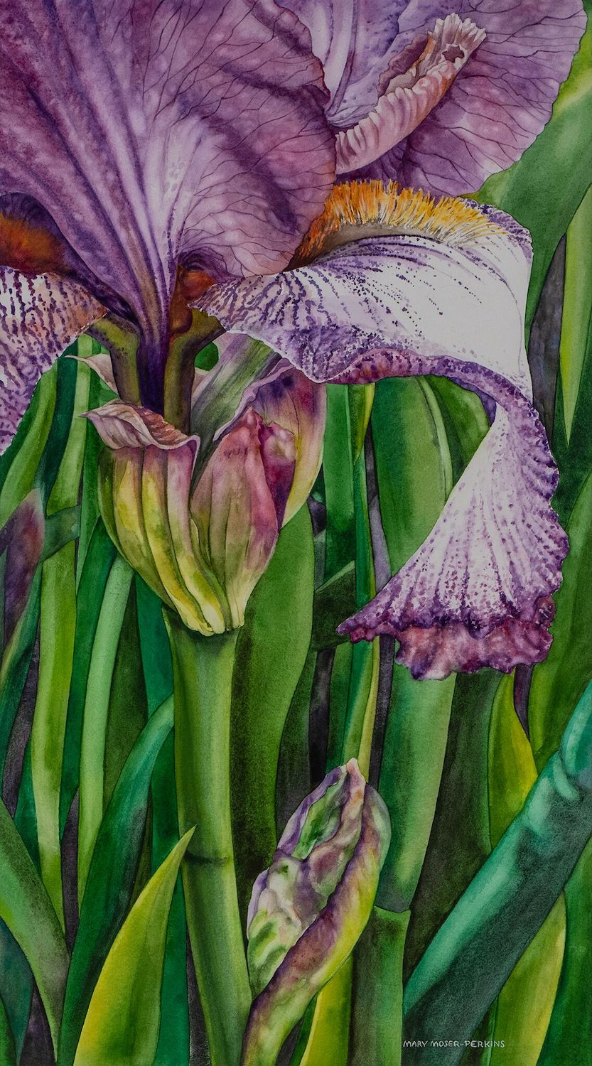 Purple Iris, 29 x 16, watercolor on paper