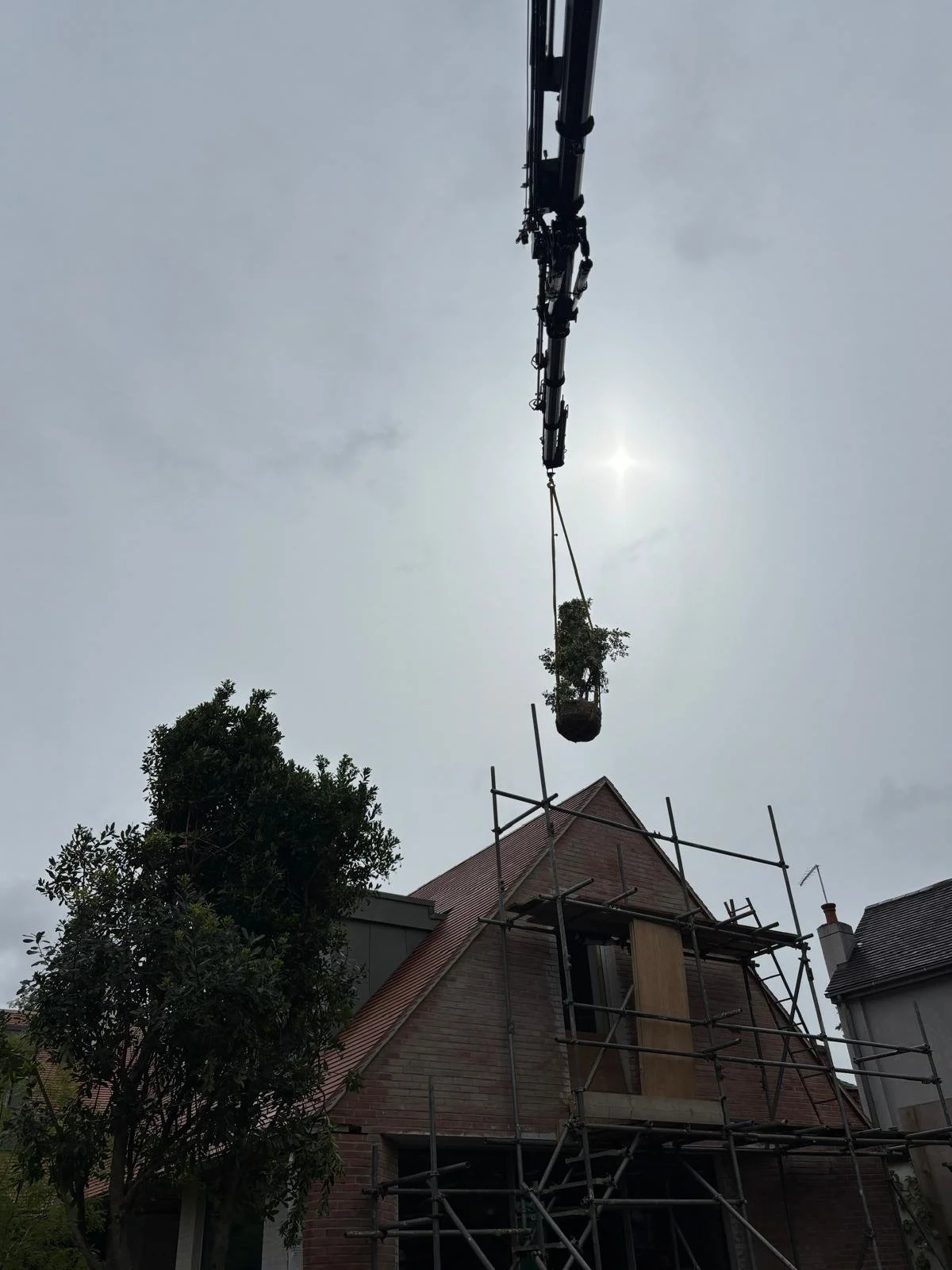 Crane lifting trees