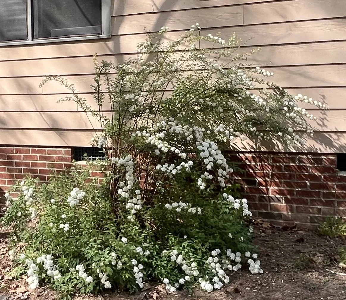 Spirea.jpg