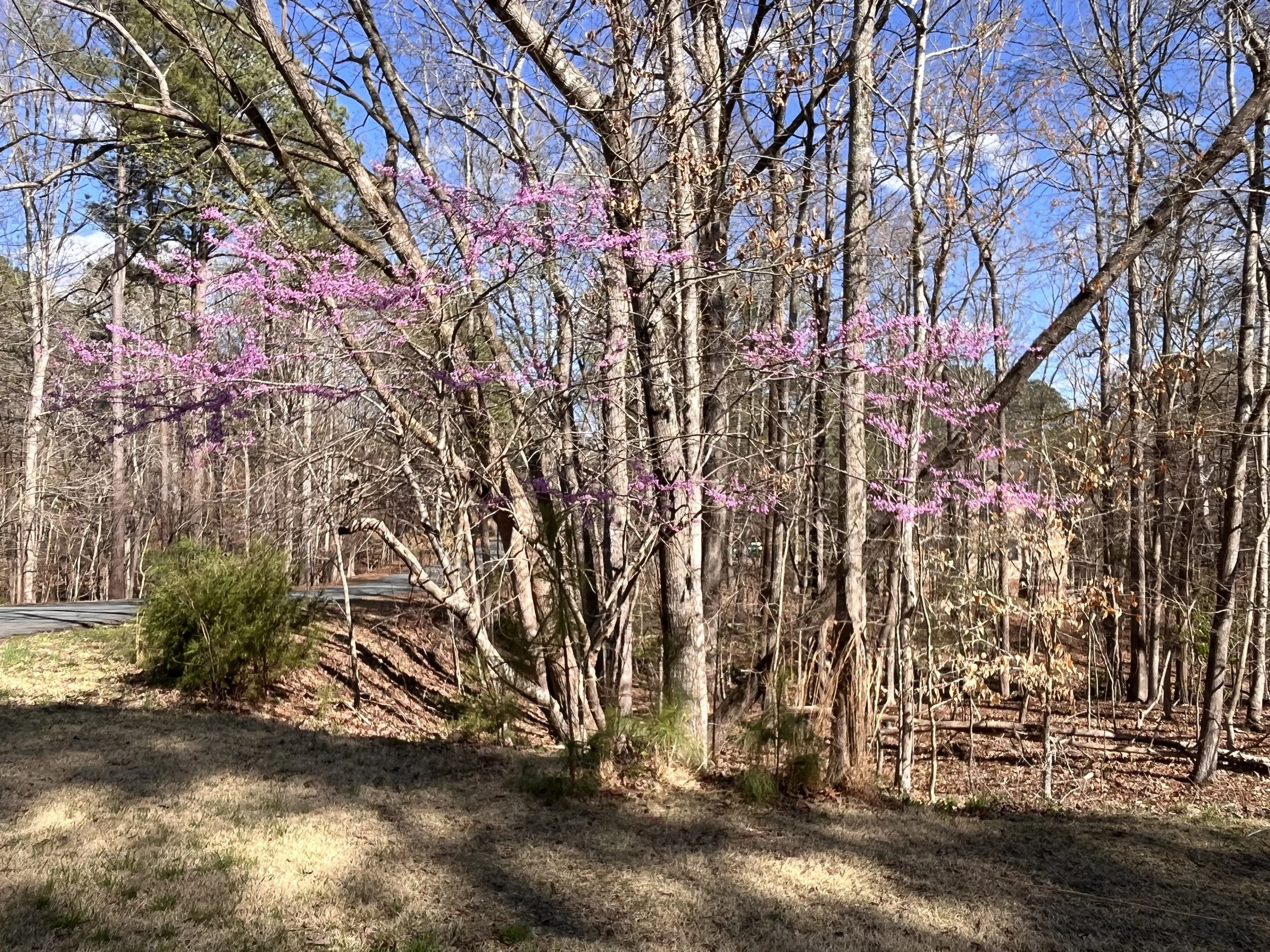Redbud2.jpg