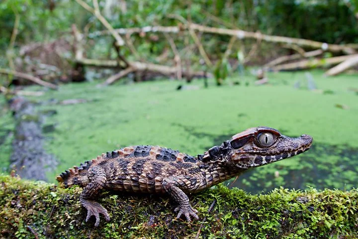Dwarf Caiman – Photo: Lucas Bustamante