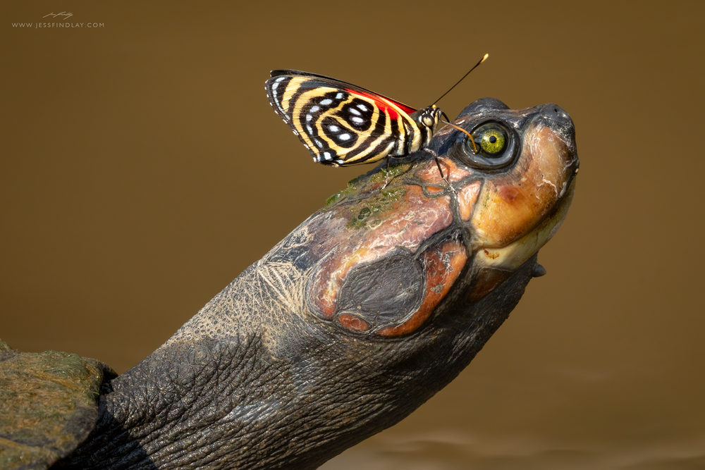 Turtle with Butterfly - Photo: Jess Findlay