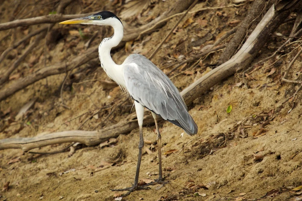Cocoi Heron – Photo: Wikipedia Commons