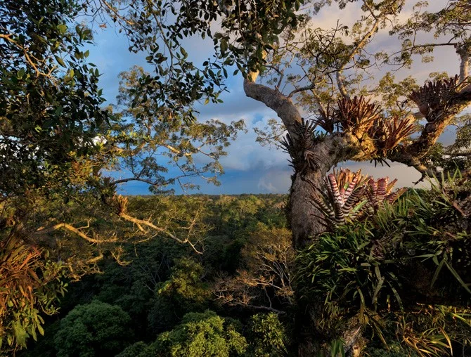 Epiphyte Bromeliads – Photo: Steve Winter