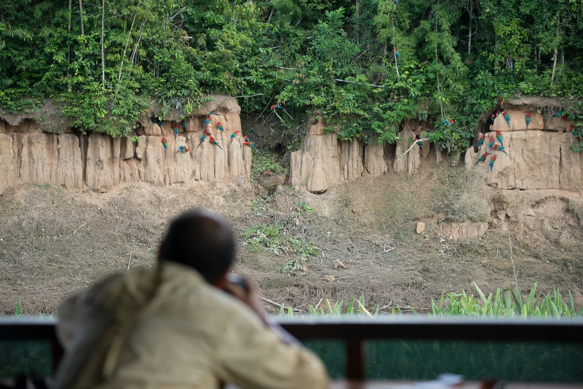 Birding in Tambo Blanquillo Lodge – Photo: Alfredo Fernández