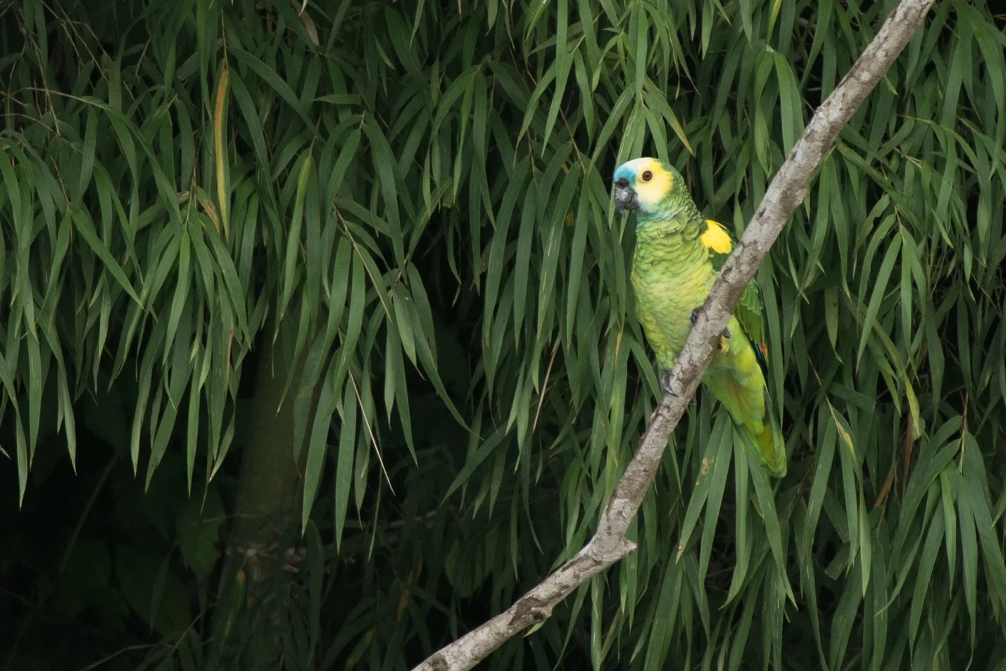 Turquoise-fronted Parrot – Photo: Alfredo Fernández