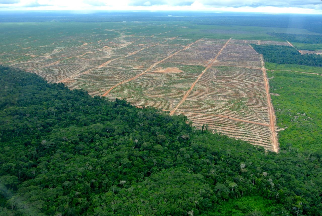 Clear-cutting in Peru for Cattle Ranching – Photo: Mongobay