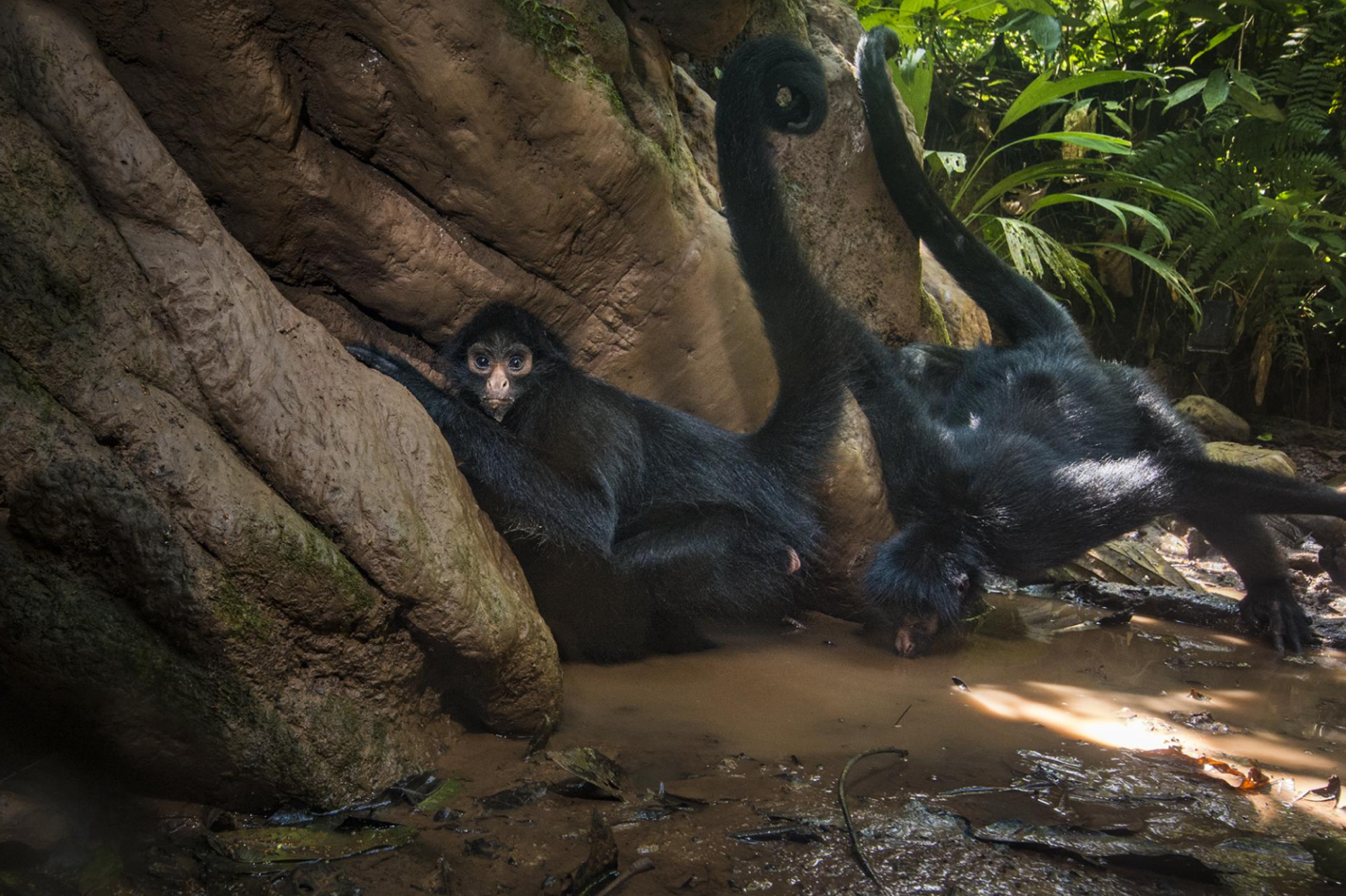 Spider Monkeys - Photo: Charlie Hamilton James/National Geographic