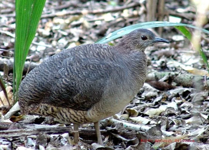 Undulated Tinamou - Photo: Internet Bird Collection (IBC)