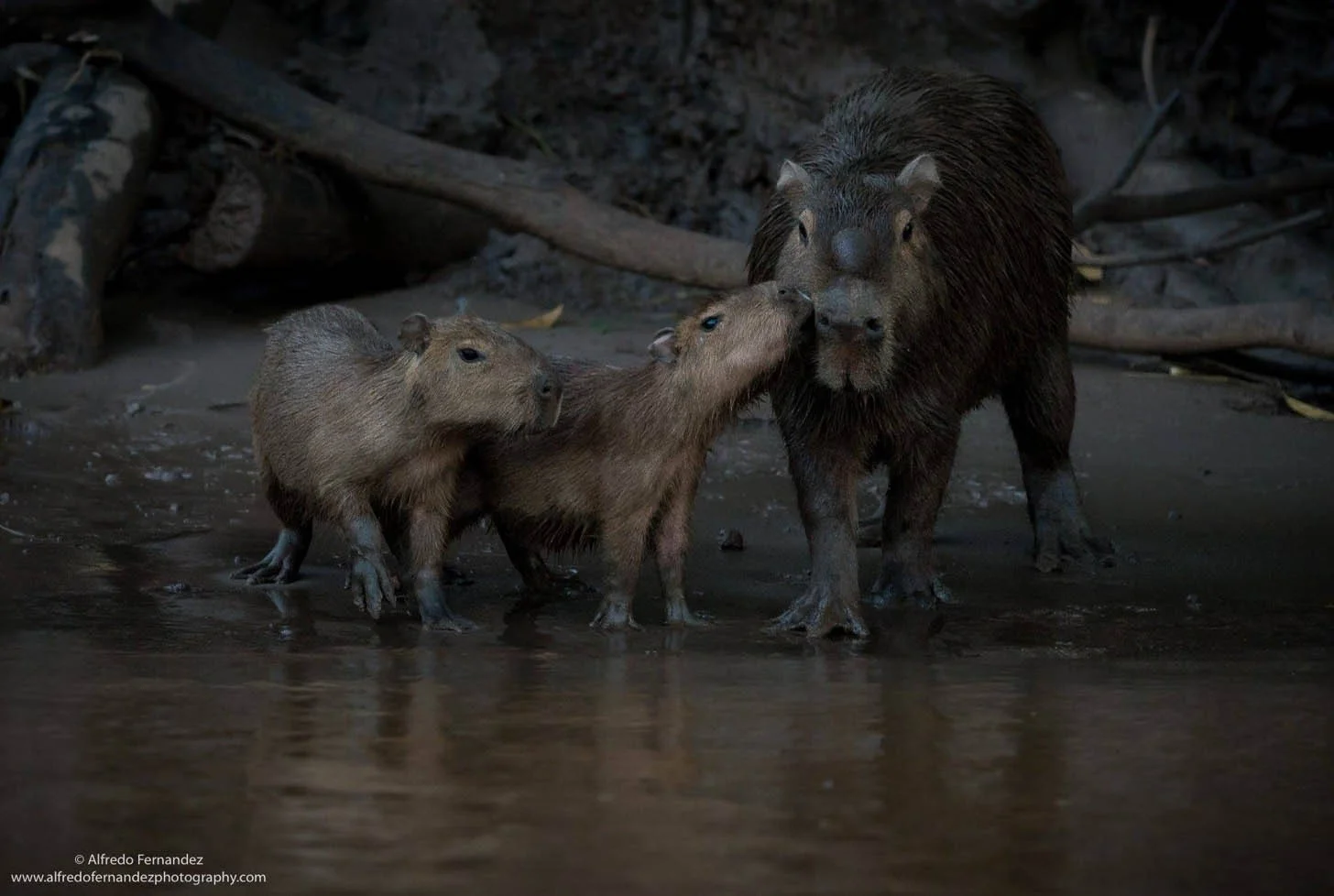 Capybara Family – Photo: Alfredo Fernandez