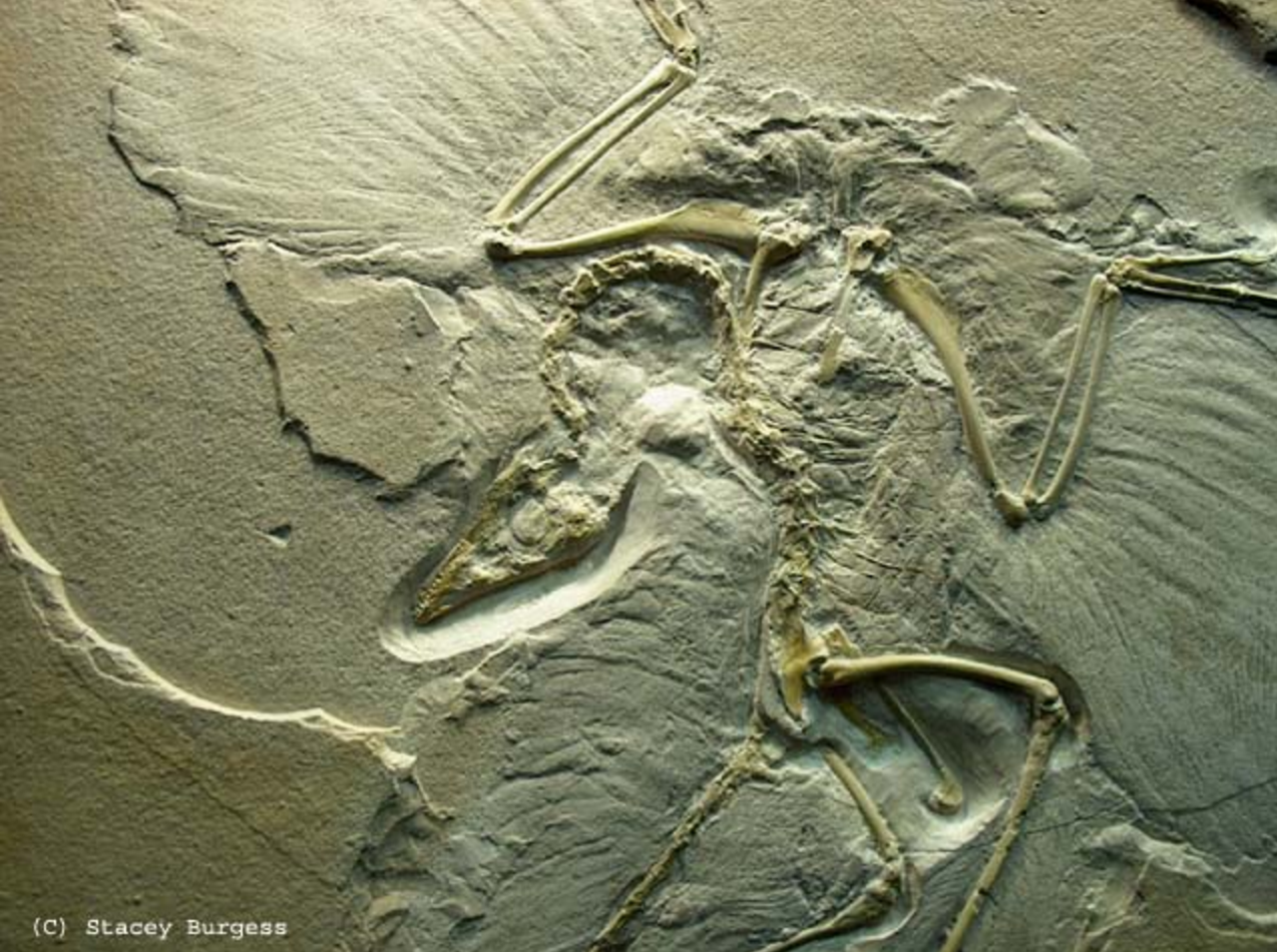 Archaeopterxy Fossil – Photo: Stacey Burgess