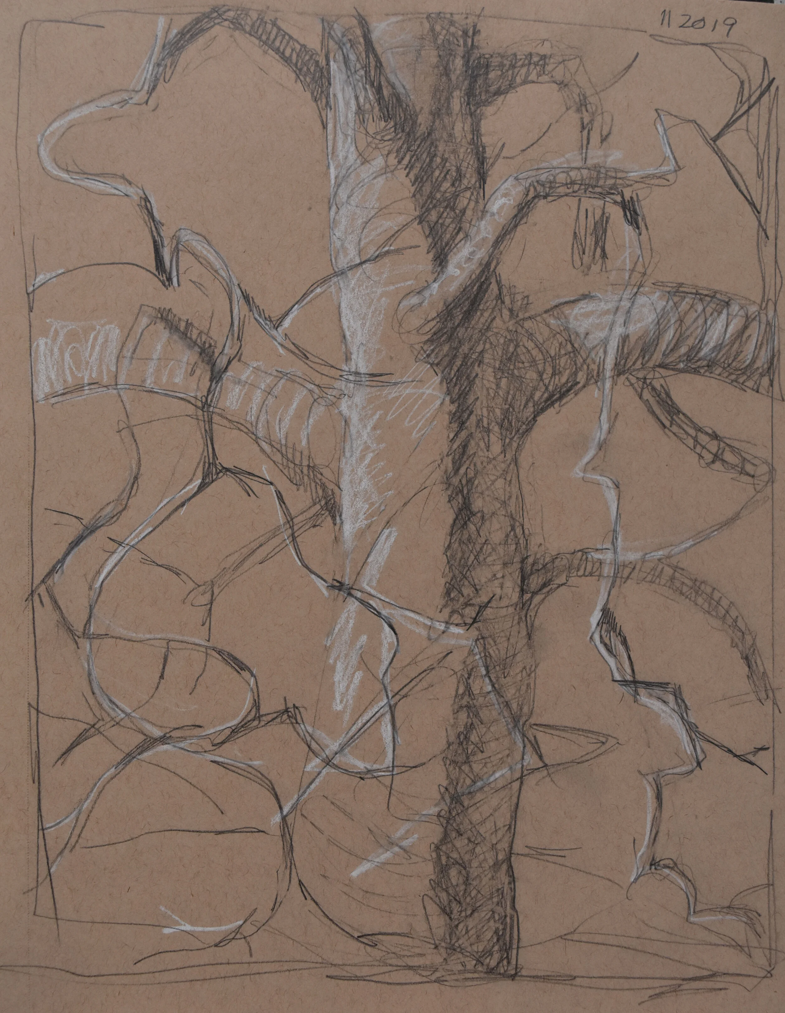 Sycamore, 2019, pencil and white charcoal