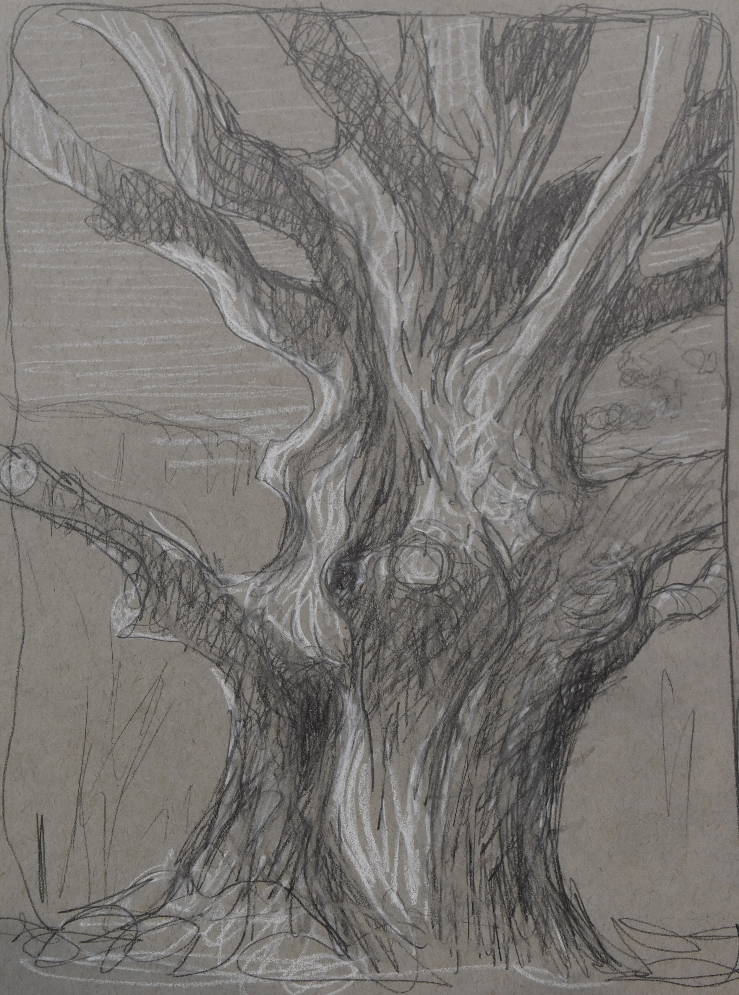 Old Oak, 2019, pencil and white charcoal
