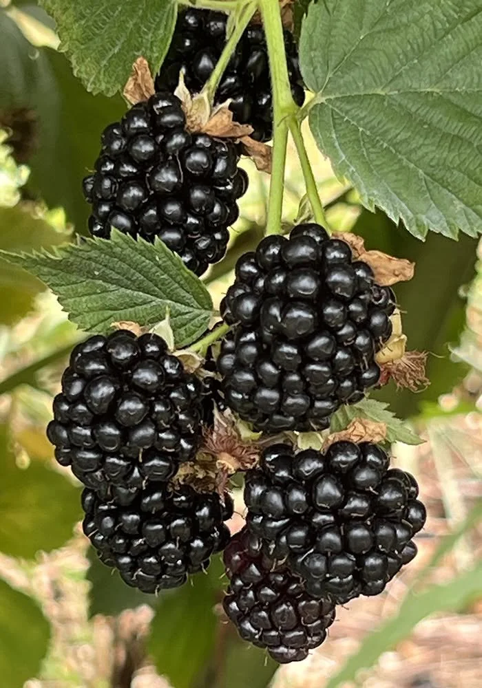 778985260_10165010474598328_8233558784359137684_n.jpg