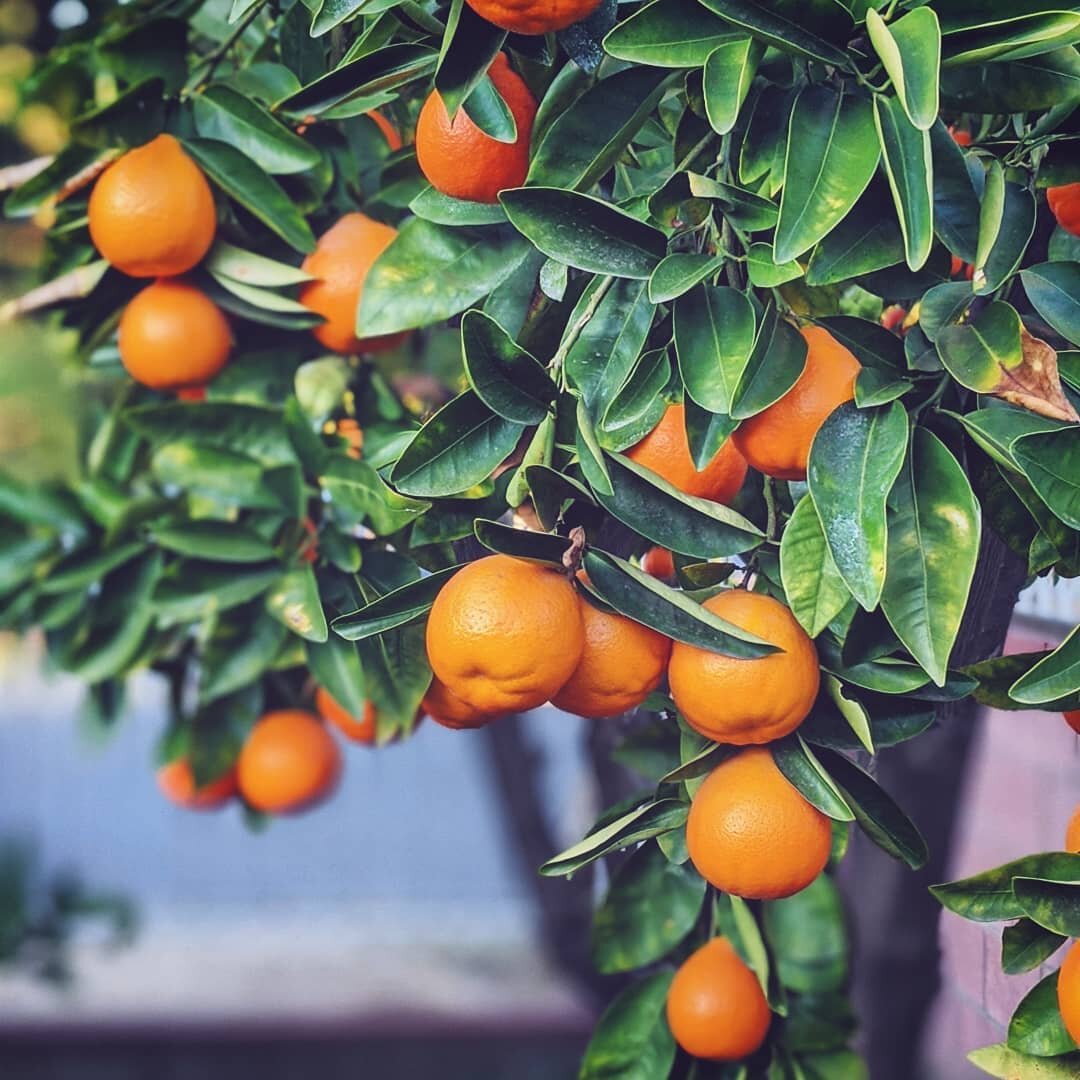 Citrus trees  just grow in backyards here.