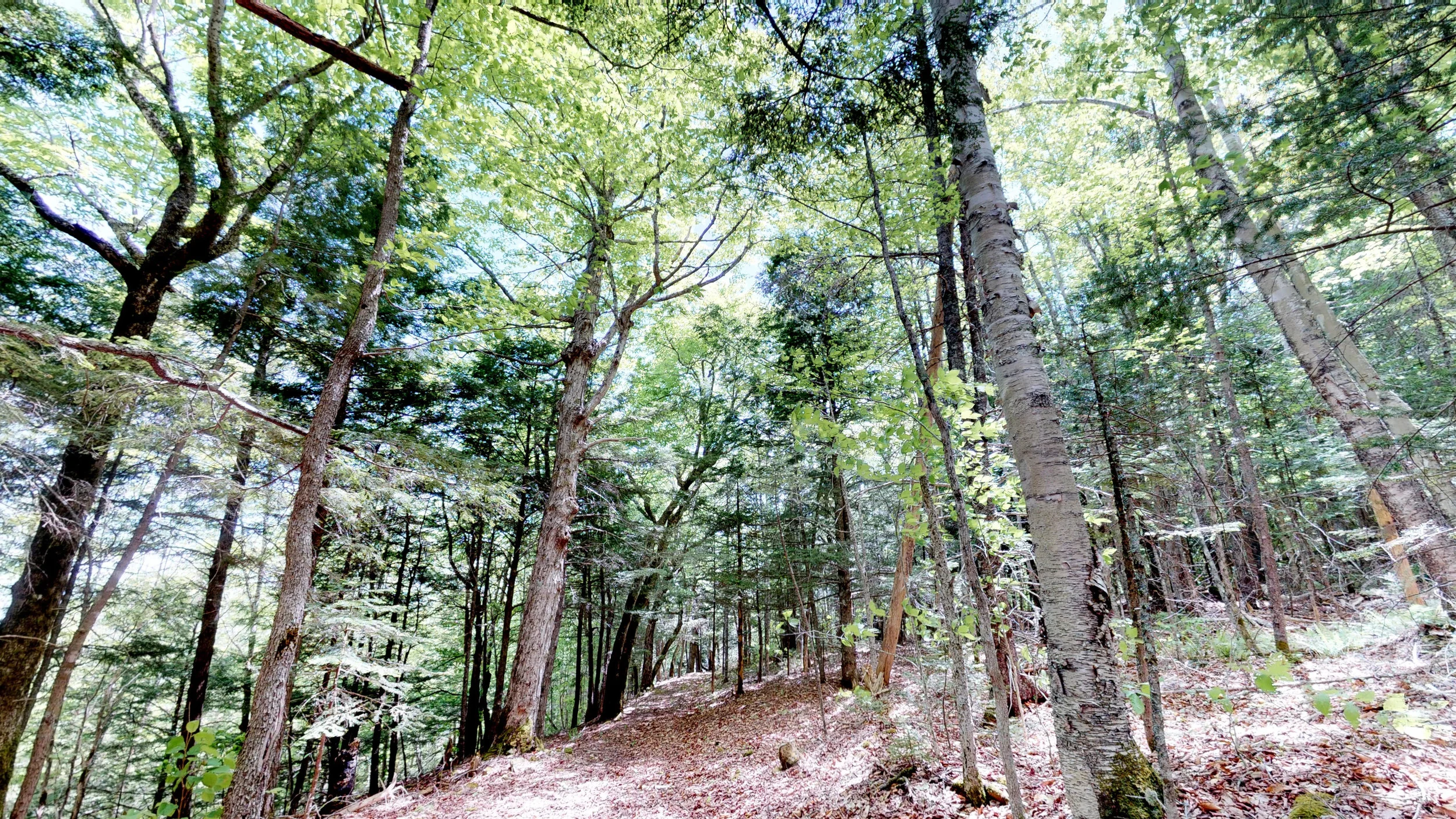 Beach Ridge Trail.jpg