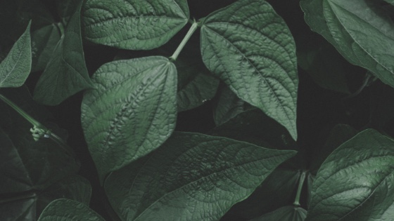 Part Two: The Anatomy of Shame