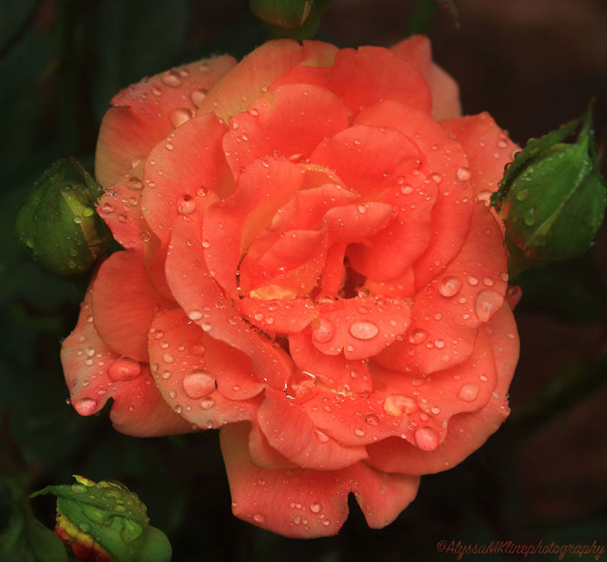 Pink Rose