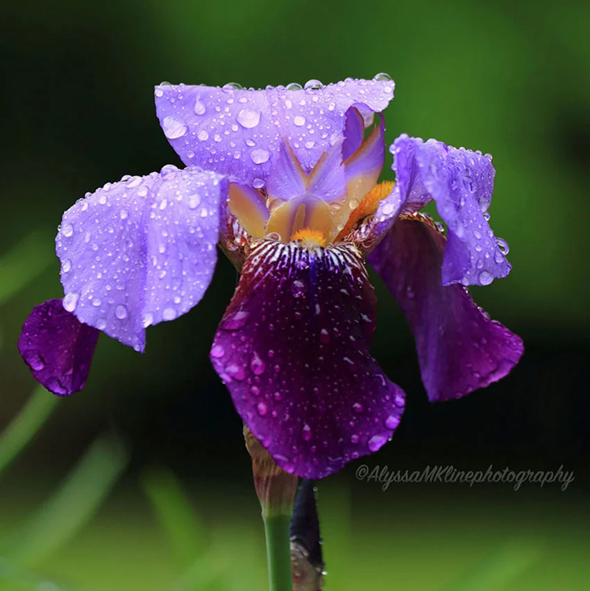 Purple Iris