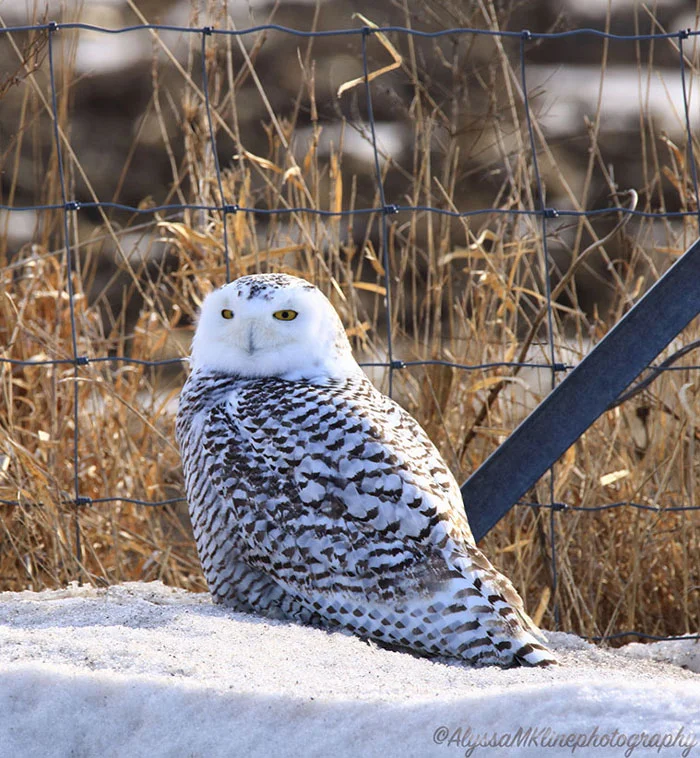 SnowyOwl.jpg