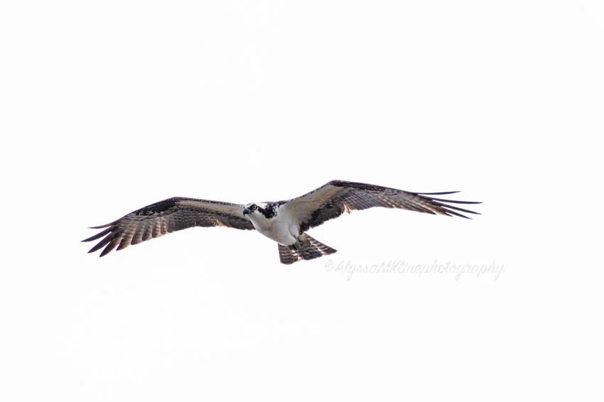 OSPREY2019.jpg