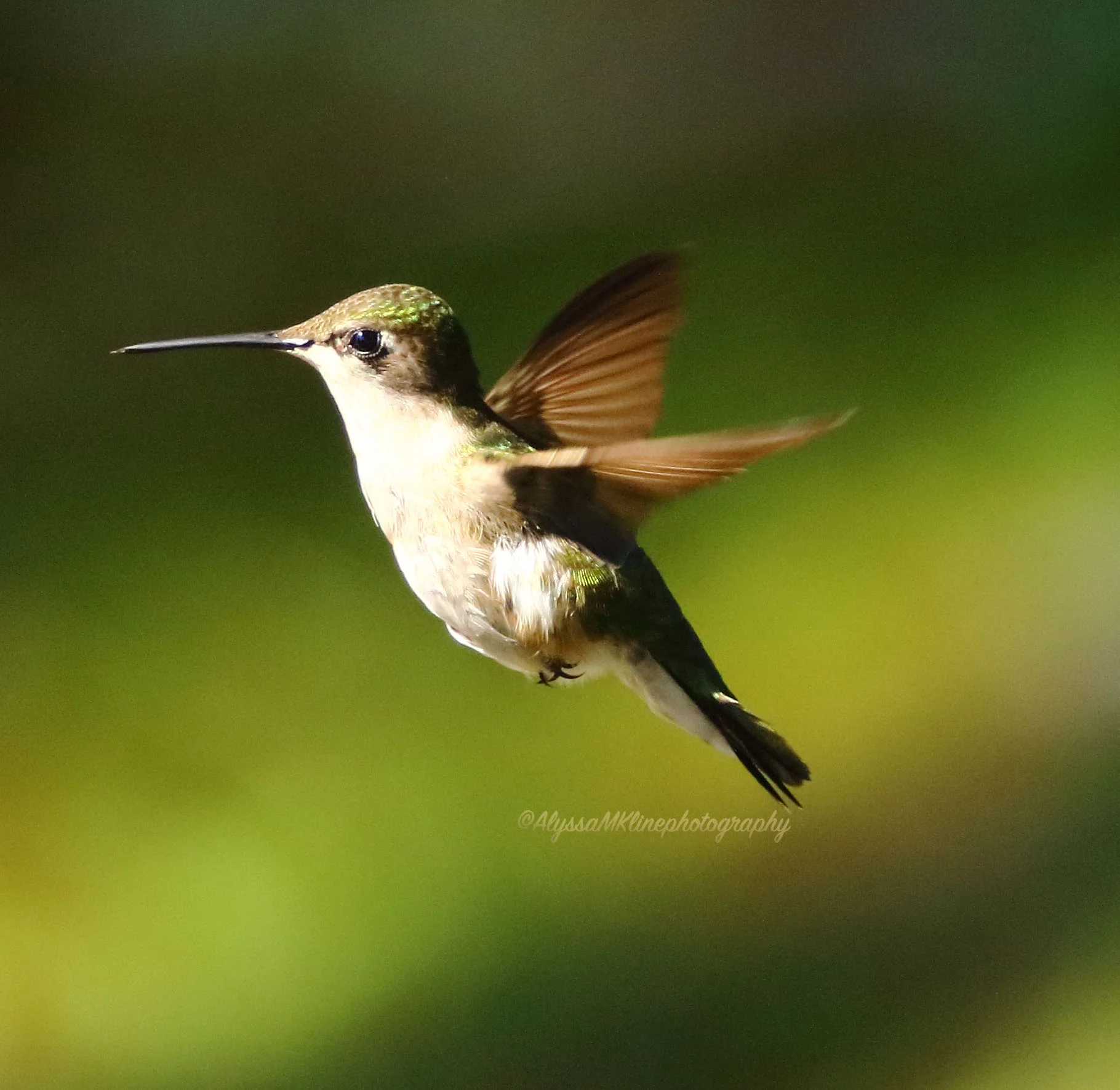 hummingbird20182.jpg