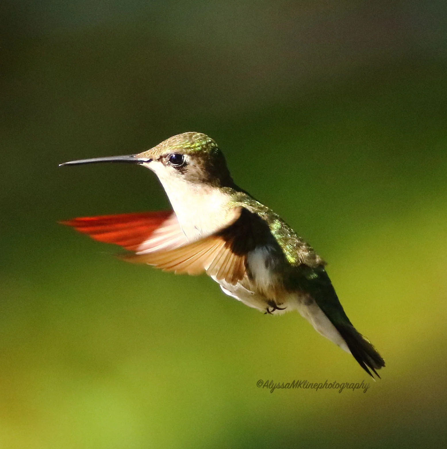 hummingbird2018.jpg