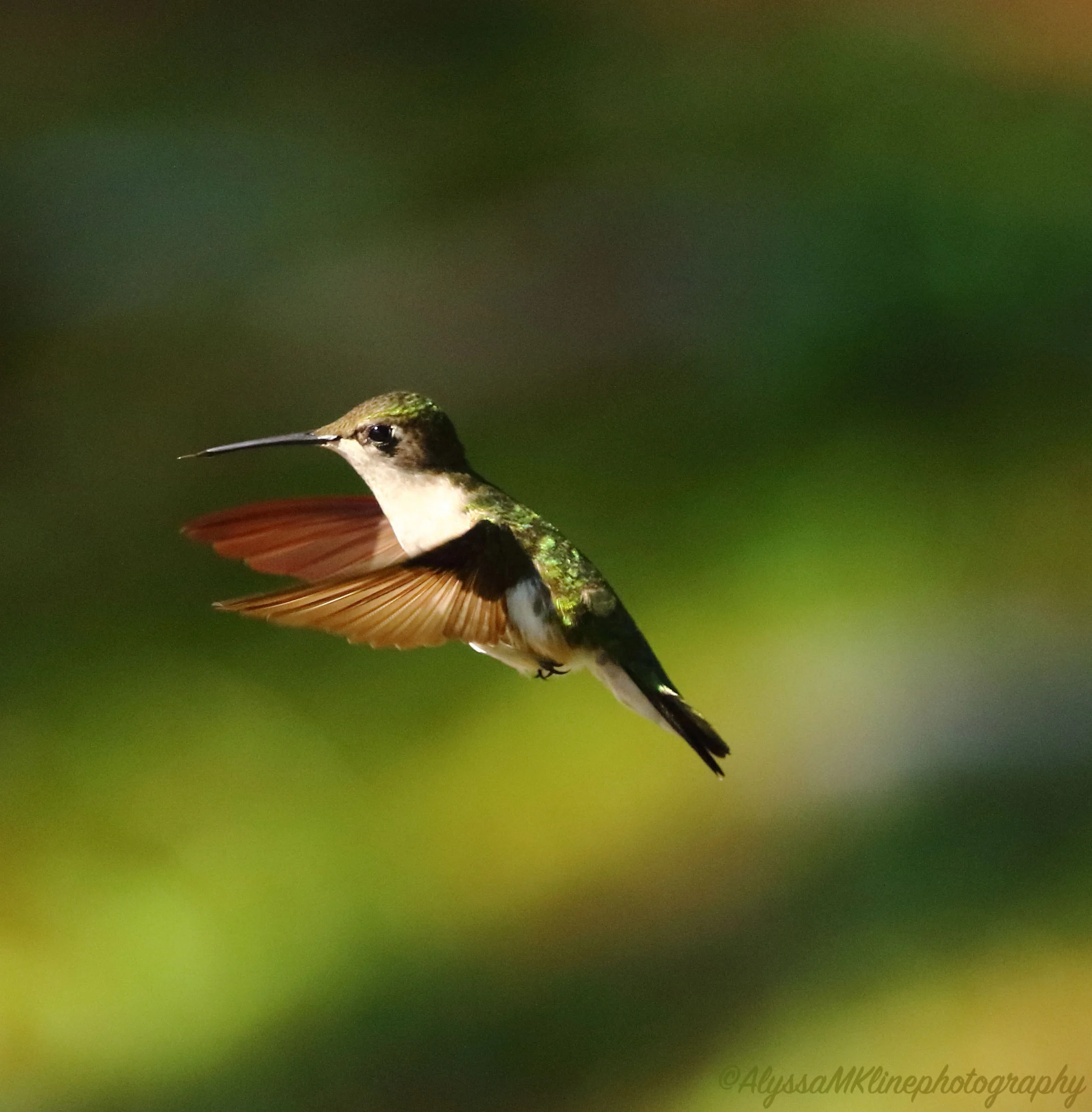Hummingbird71518.jpg