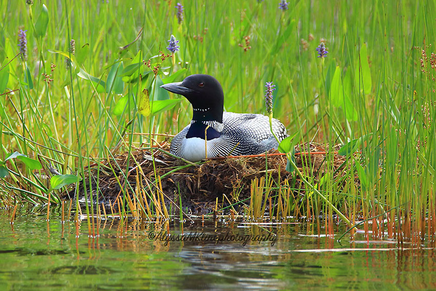 Nesting-Loon.jpg