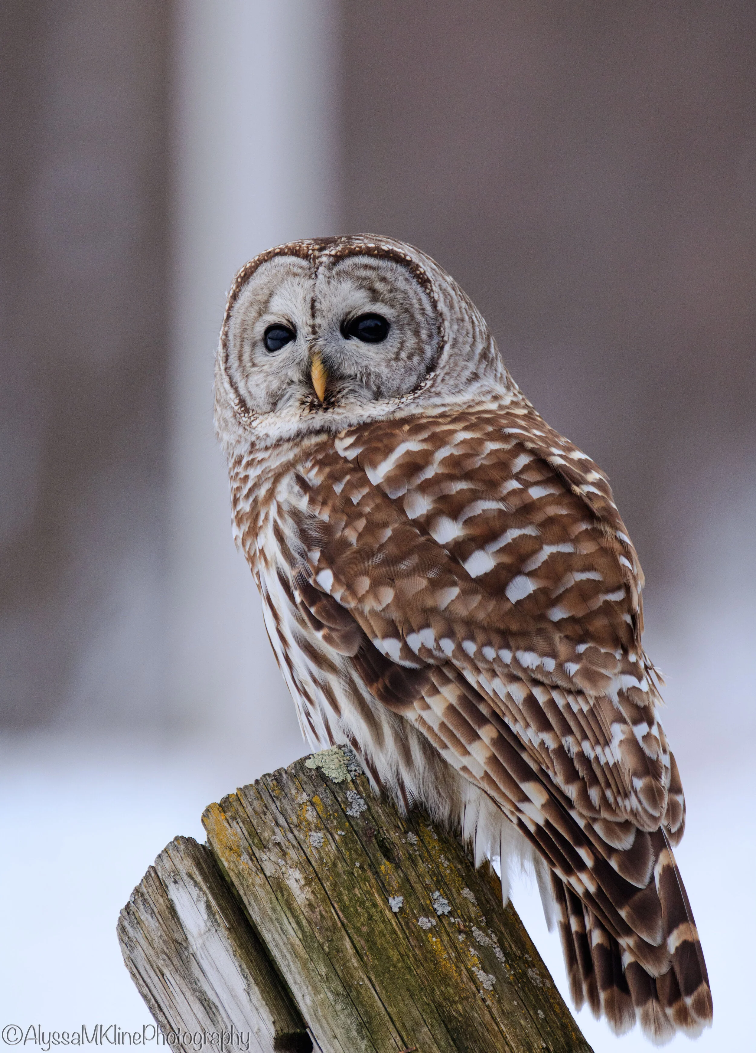 barredowl edit 2019.jpg