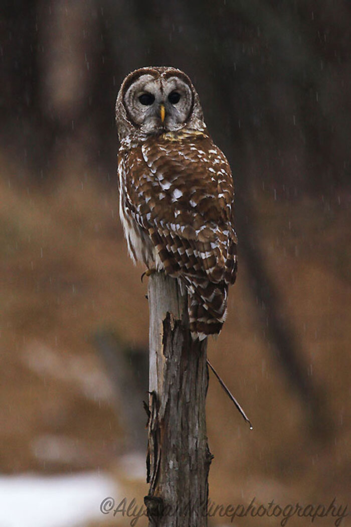 BarredOWL1.jpg