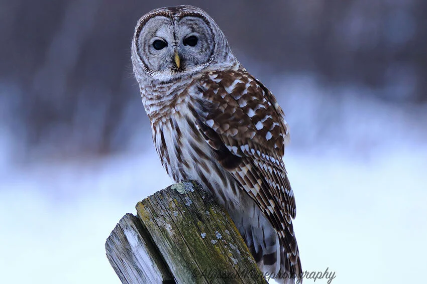 barredowl.jpg