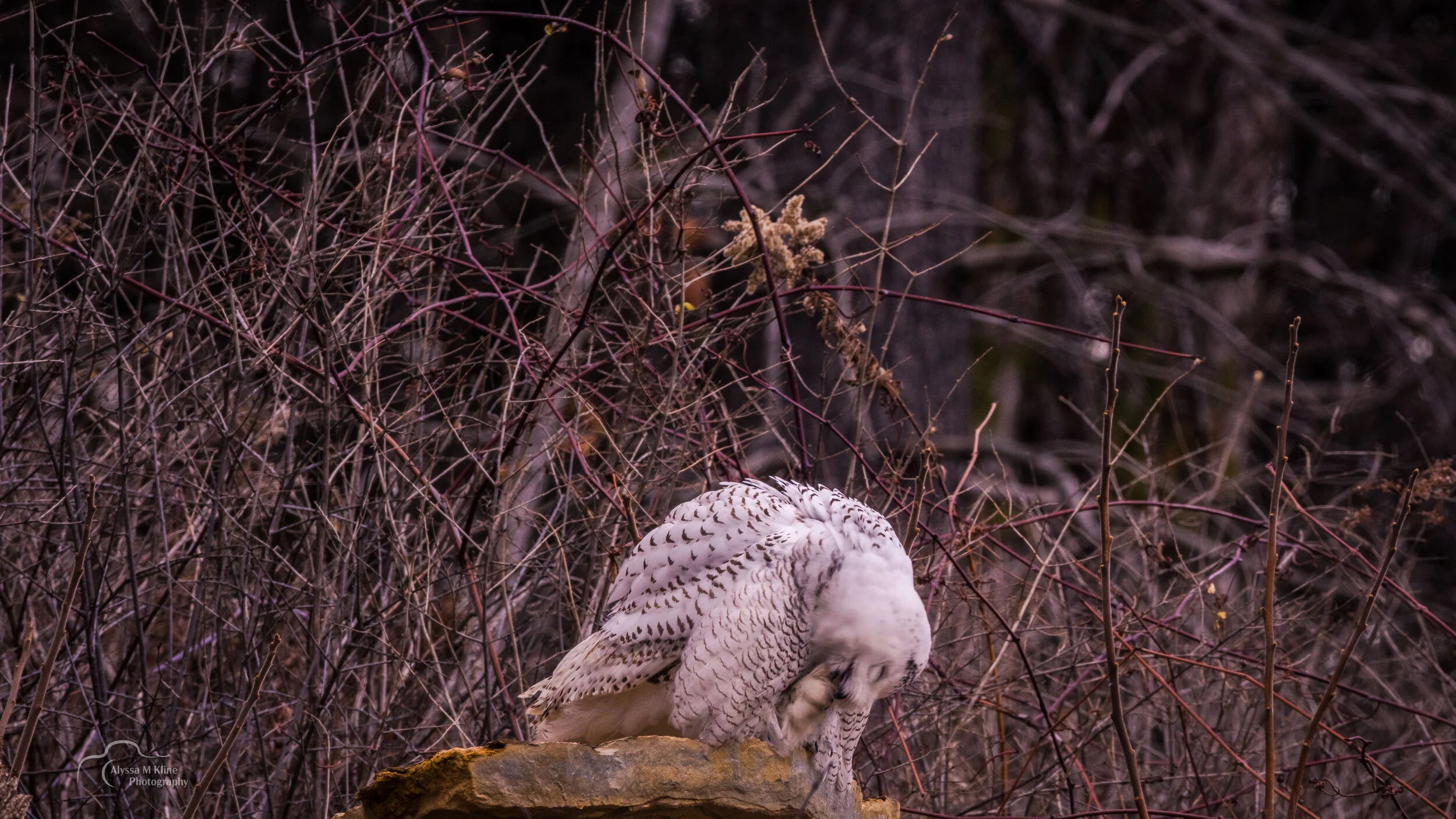 snowy eattingfoot.JPG