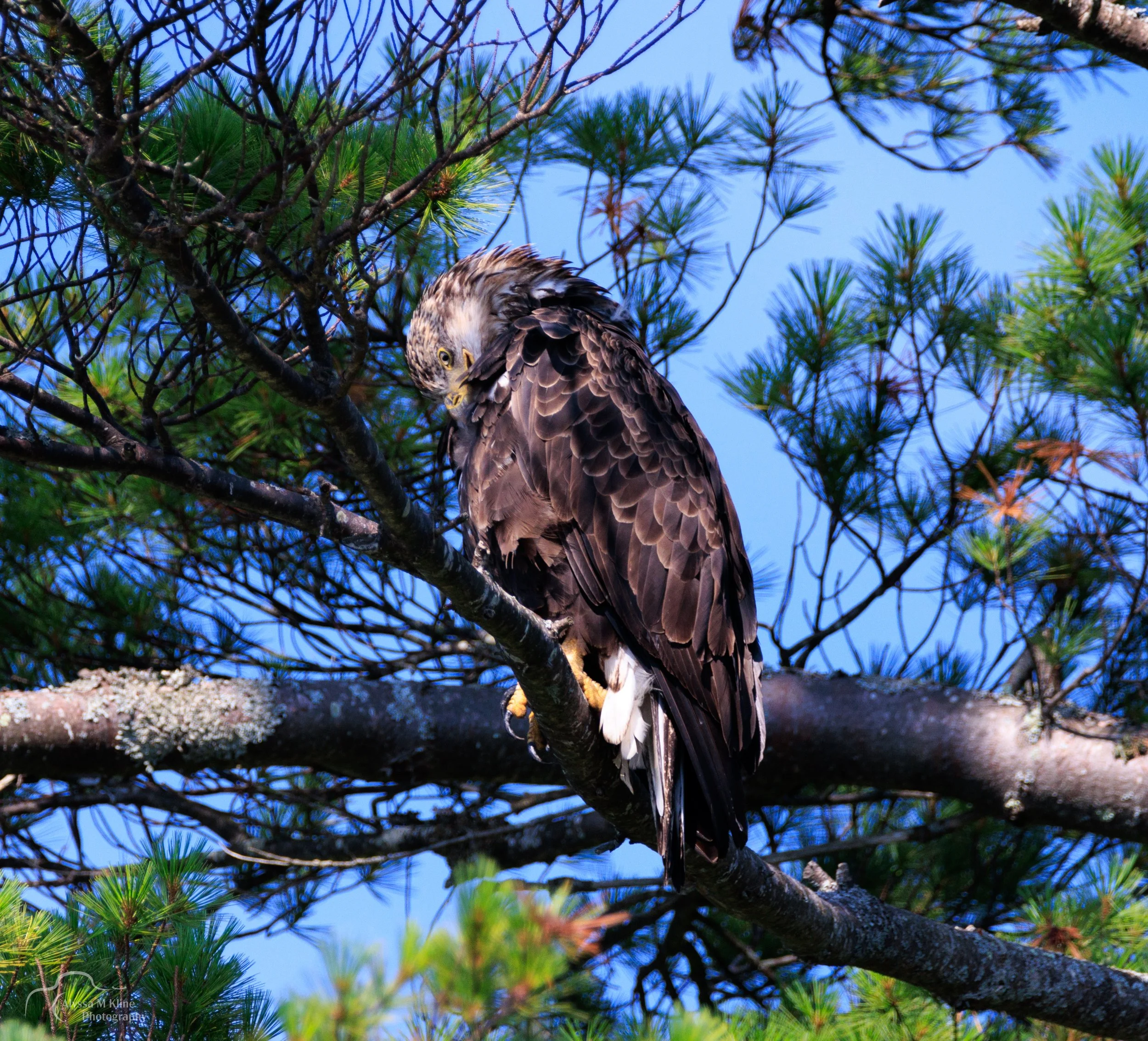 baldeaglemaine 2022 11.JPG