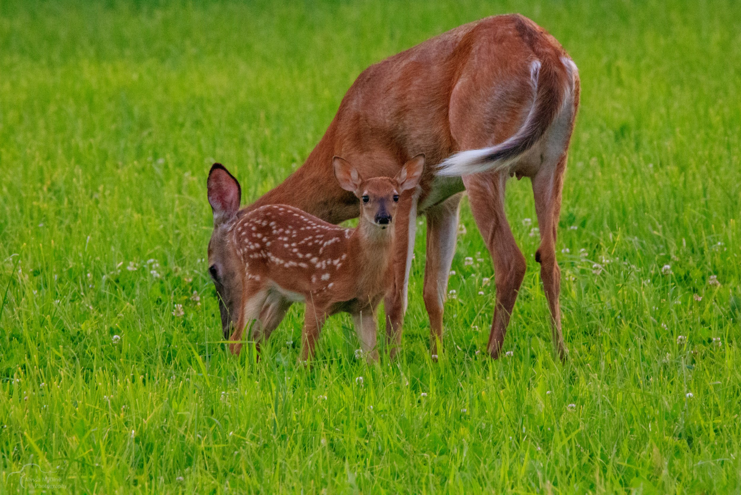 doe and fawnfrom2020.JPG